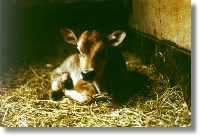 Jersey calf