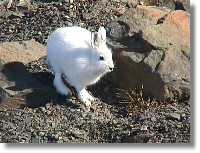 Arctic hare