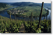 Mosel River vinyard