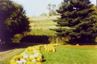 The pumpkin crop