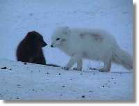 Arctic foxes